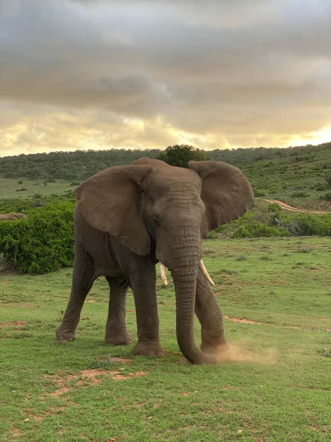 Gqeberha: Park View Game Drive at Schotia Safaris with Lunch - Why this Schotia safari is worth your time
