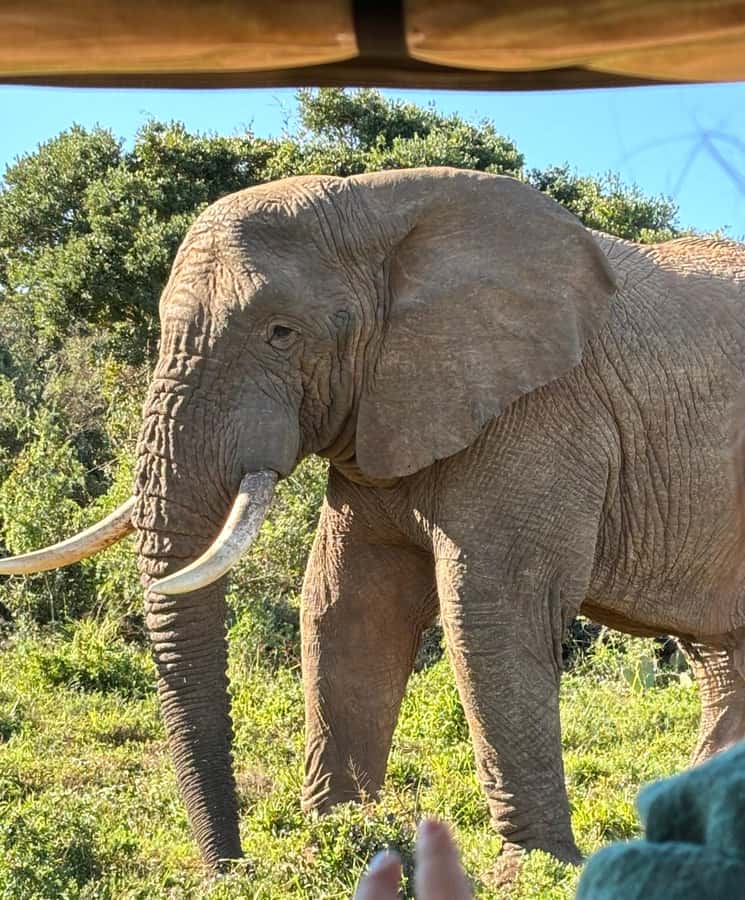 Gqeberha: Park View Game Drive at Schotia Safaris with Lunch - Schotia Safaris, an Eastern Cape reserve with a practical advantage