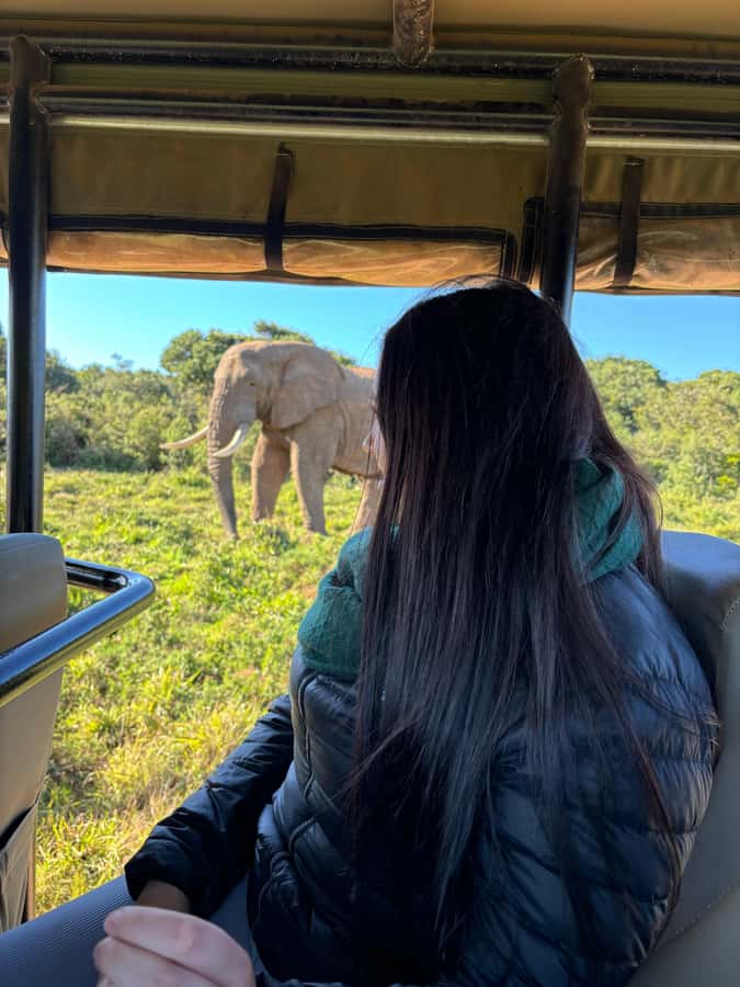 Gqeberha: Park View Game Drive at Schotia Safaris with Lunch - What the four-hour game drive feels like