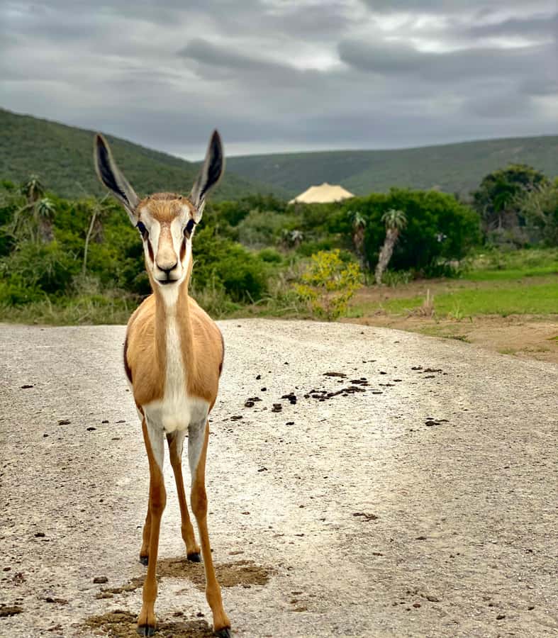 Gqeberha: Park View Game Drive at Schotia Safaris with Lunch - A small group can change the whole outing