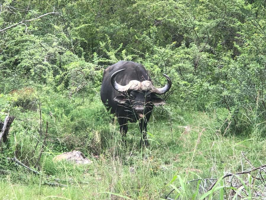 Gqeberha: Park View Game Drive at Schotia Safaris with Lunch - Lunch brings in the South African flavor