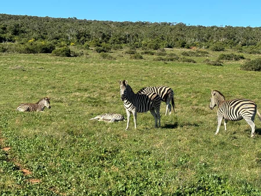 Gqeberha: Park View Game Drive at Schotia Safaris with Lunch - The $239 price: who gets good value
