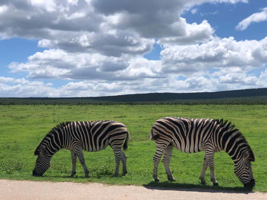 Gqeberha: Park View Game Drive at Schotia Safaris with Lunch - What to bring for comfort and better sightings