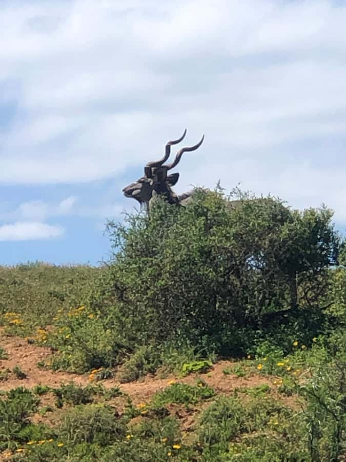 Gqeberha: Park View Game Drive at Schotia Safaris with Lunch - Who will enjoy this most