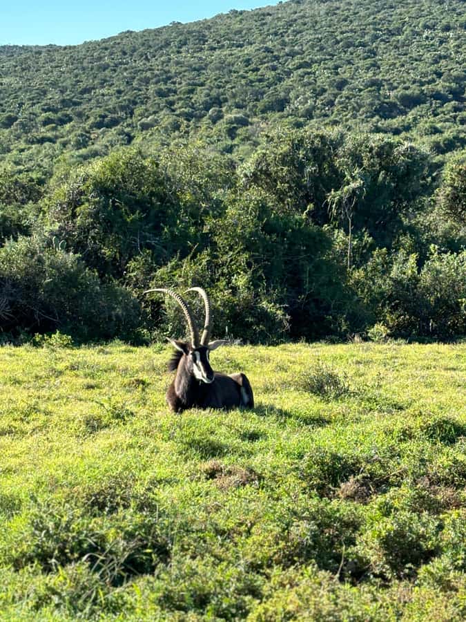 Gqeberha: Park View Game Drive at Schotia Safaris with Lunch - The drive from Gqeberha to the reserve