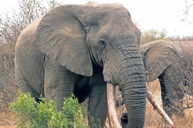 Greater Kruger National Park 4 day safari at a private game lodge - Afternoon drives bring a different mood