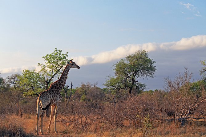Greater Kruger National Park 4 day safari at a private game lodge - Who should choose this safari?