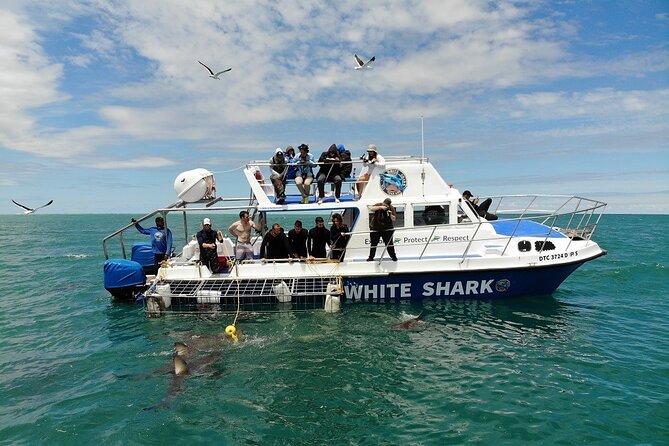 Guided Shark Cage Diving with Hookah Air Supply in Gansbaai - When the sharks do not cooperate