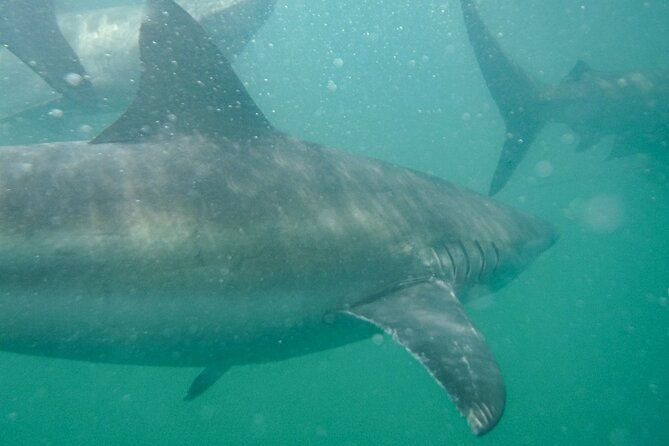 Guided Shark Cage Diving with Hookah Air Supply in Gansbaai - Why the small group matters