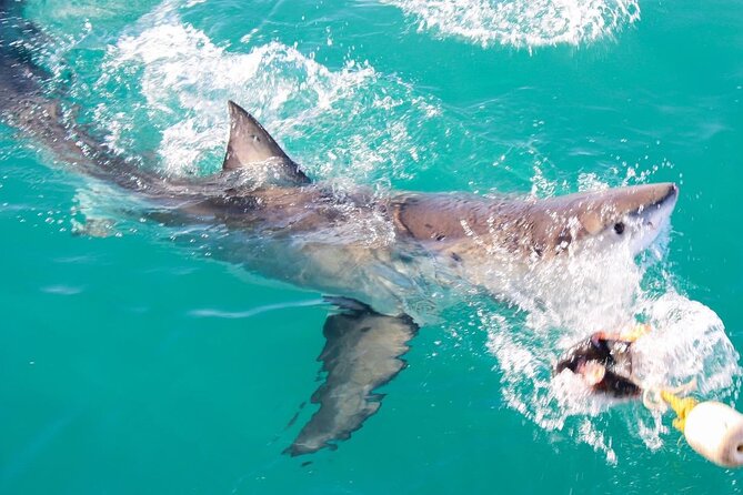 Guided Shark Cage Diving with Hookah Air Supply in Gansbaai - Cruising into known shark waters
