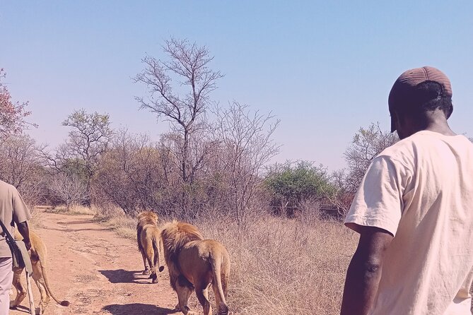 Guided Walking with Lions Bush-walk Tour - The 6 a.m. start and the road from Johannesburg