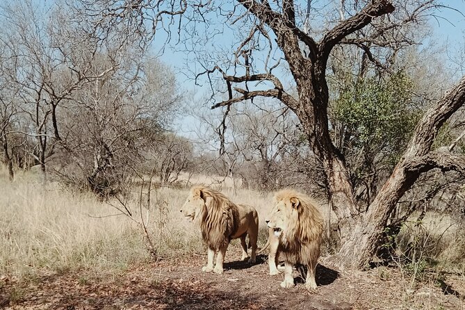 Guided Walking with Lions Bush-walk Tour - Lion camp, cheetah camp, and possible cub time