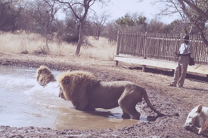 Guided Walking with Lions Bush-walk Tour - Safety, comfort, and the real level of adventure