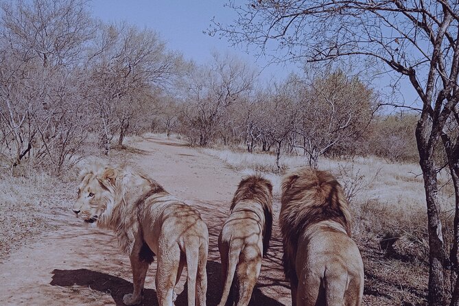 Guided Walking with Lions Bush-walk Tour - Walking beside lions with a ranger