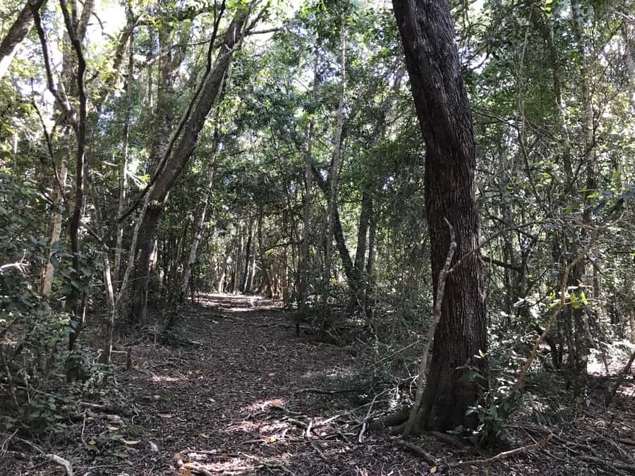 Guided Wildlife Tour and Forest Walk with Lunch Platter - The Tsitsikamma forest walk and its old logging trails