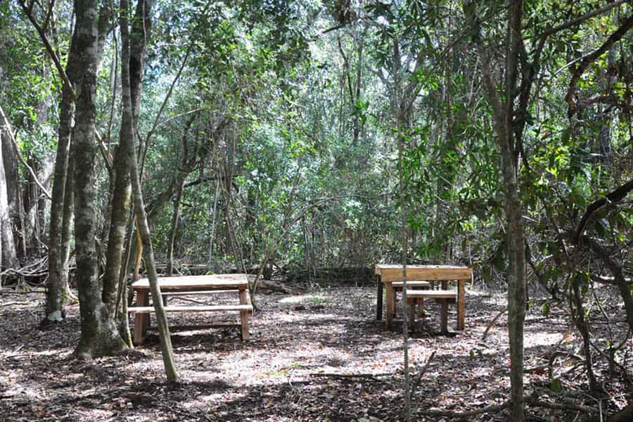 Guided Wildlife Tour and Forest Walk with Lunch Platter - Who will get the most from this outing?