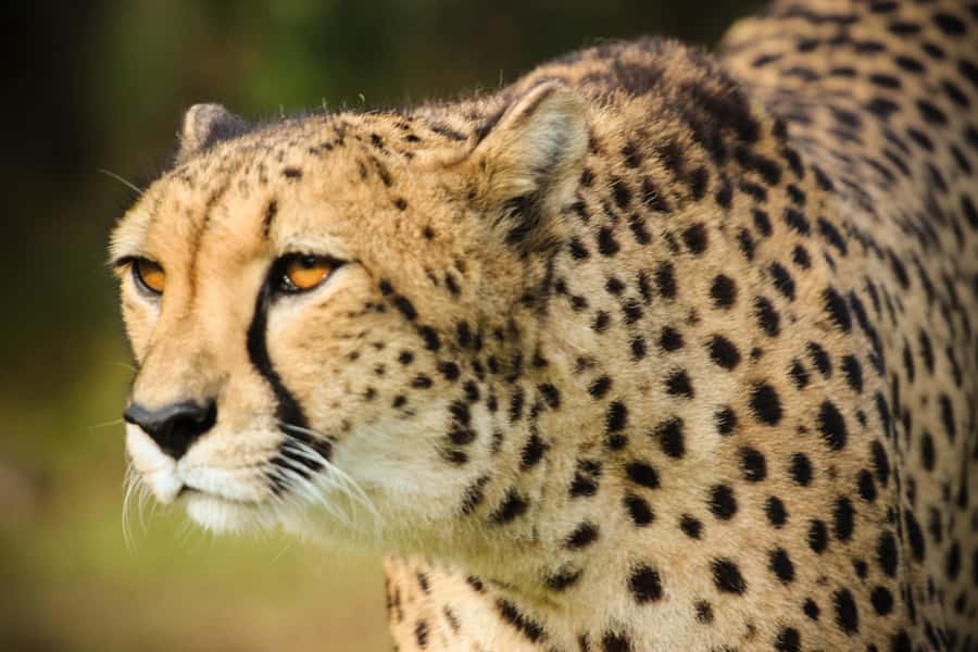 Guided Wildlife Tour and Forest Walk with Lunch Platter - Is $63 good value?