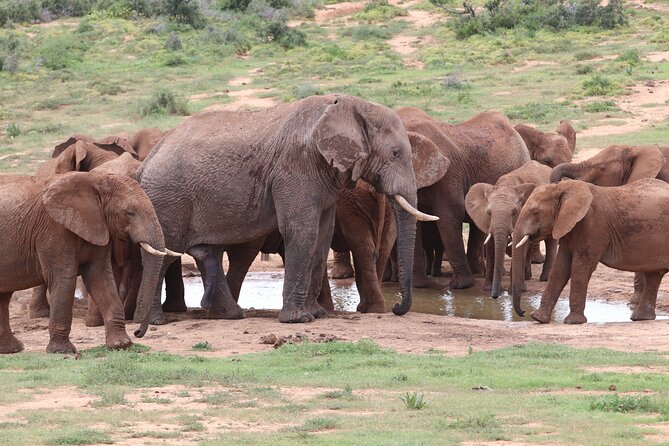 Half-Day Addo Elephant National Park - Key points to know before booking