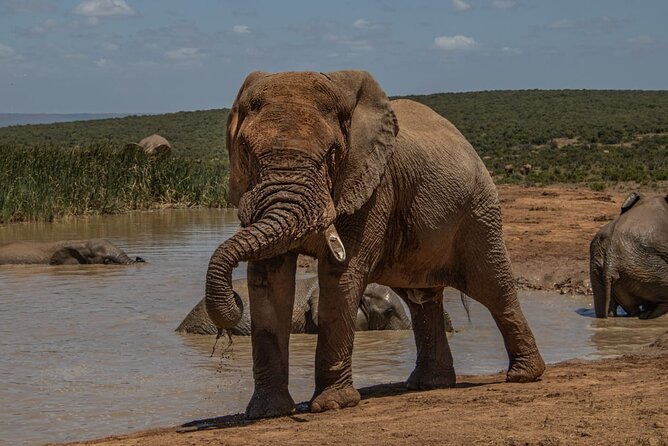 Half-Day Addo Elephant National Park - Why Addo works well for a half-day safari