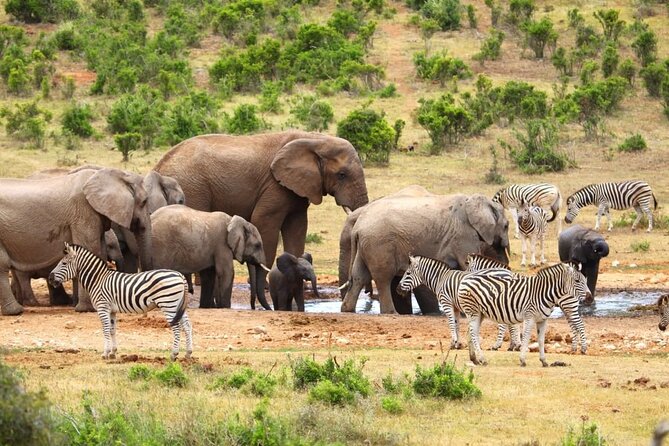 Half-Day Addo Elephant National Park - The guide can shape the whole outing