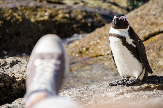 Half day am or pm Boulders Beach & Penguins with visit to Cape Point Great tour - Chapman’s Peak Drive delivers the big views