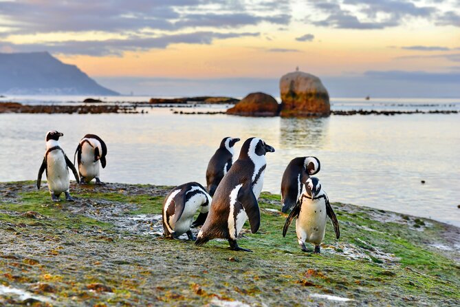 Half Day Boulders Penguins and Cape Point Small Group Tour - What this Cape Town half-day tour really covers