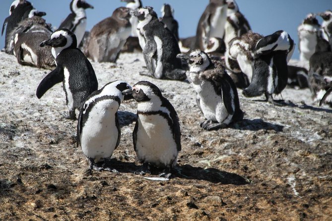 Half Day Boulders Penguins and Cape Point Small Group Tour - Cape of Good Hope adds wildlife and history