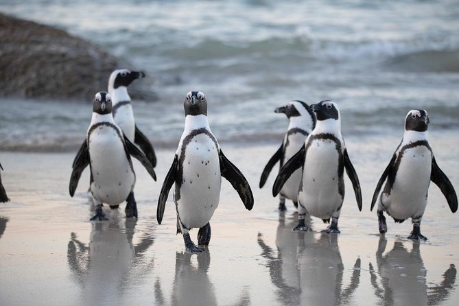 Half Day Boulders Penguins and Cape Point Small Group Tour - The guides can make or break the morning