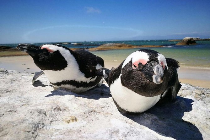 Half-Day Cape Peninsula Tour from Cape Town - Boulders Beach and the optional penguins