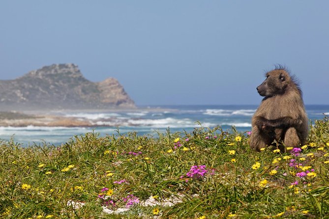 Half day Cape Point Sightseeing Tour with Penguins from Cape Town - Why this route works in a short morning