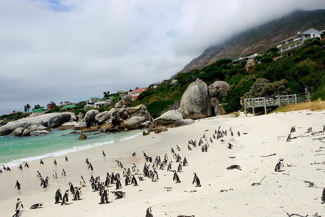 Half day Cape Point Sightseeing Tour with Penguins from Cape Town - Chapman’s Peak and the Hout Bay coast