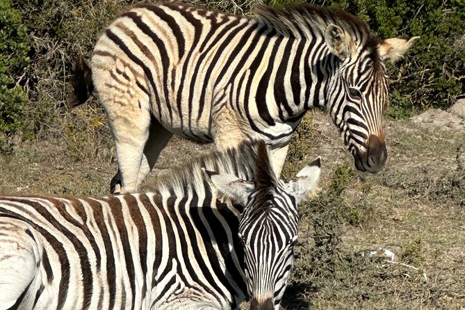 Half day Horse back safari - Starting at Rondeberg Farms on the West Coast Road
