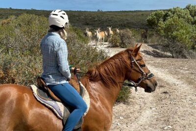 Half day Horse back safari