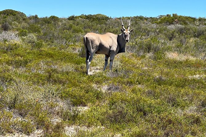 Half day Horse back safari - Is $60.60 good value?