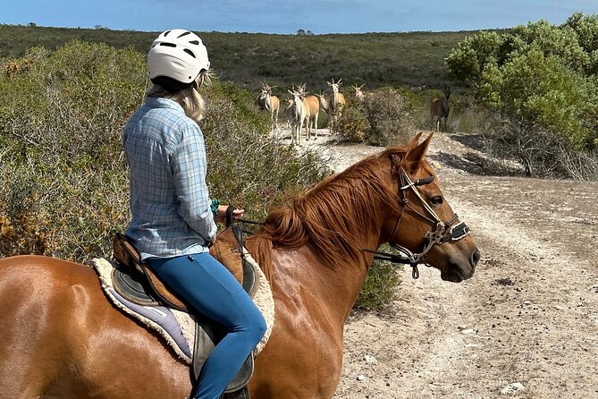 Half day Horse back safari - Getting comfortable with your horse
