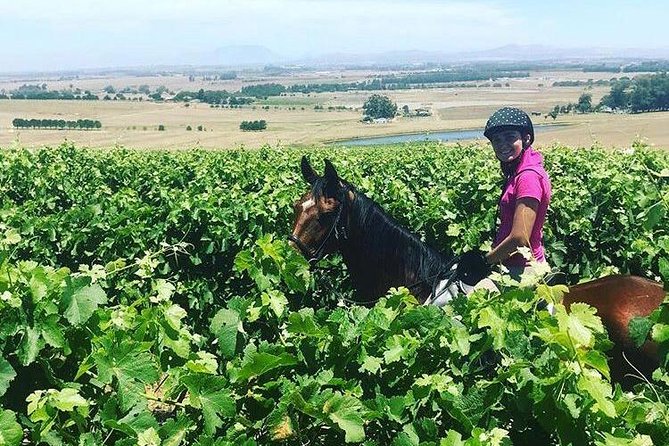 Half Day Horseback Wine Tour - What the guide adds to the ride