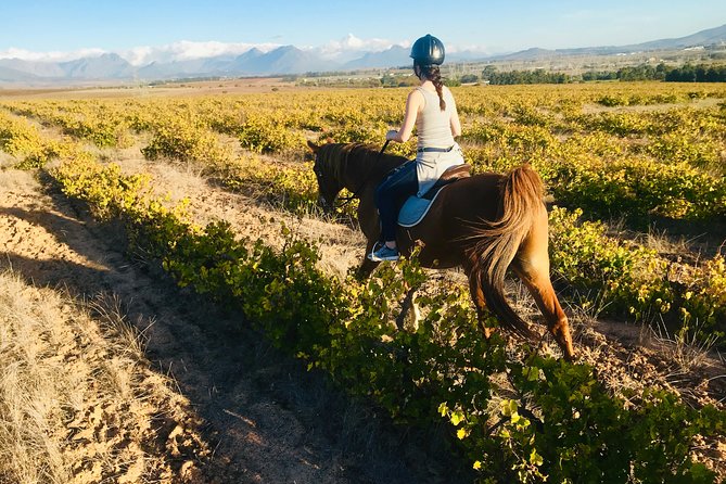 Half Day Horseback Wine Tour - Lunch at Plaaslik beneath the oak trees