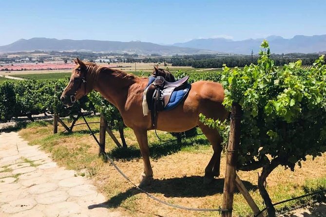 Half Day Horseback Wine Tour - Wine tasting and the value of the $223 price