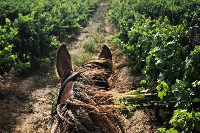 Half Day Horseback Wine Tour - Returning gently to Vredenheim