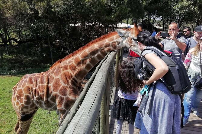 Half-Day Lion and Safari Park Tour - Why This Works for a Short Pretoria Stay
