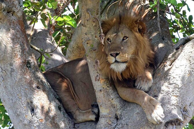 Half Day Lion and Safari Park Tour - Is the $103.89 price good value?