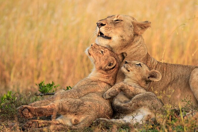 Half Day Lion and Safari Park Tour - Food, timing, and what to plan
