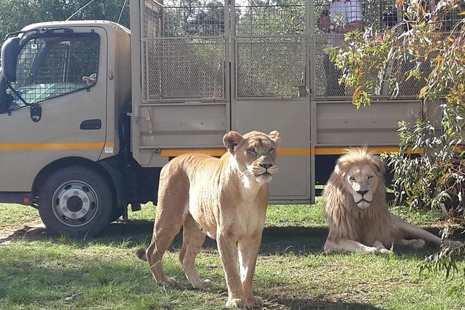 Half Day Lion Park tour from Johannesburg or Pretoria - What kind of safari is this?