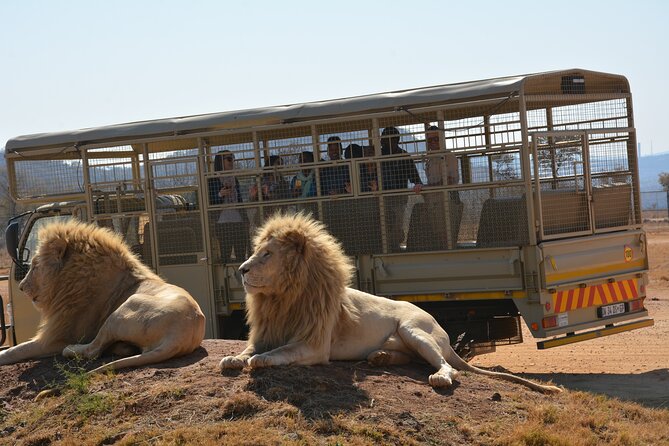 Half Day Lion Park tour from Johannesburg or Pretoria - White lions, cheetahs, and the smaller details