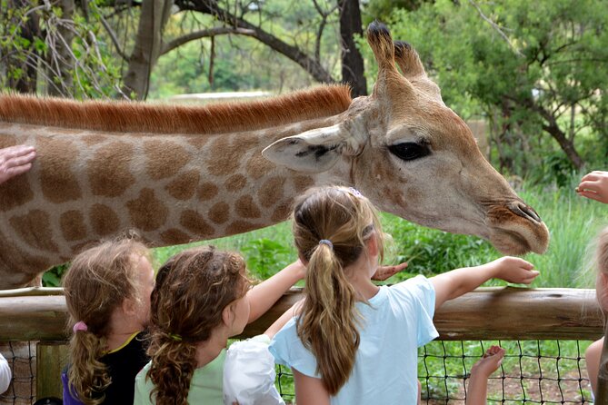 Half Day Lion Park tour from Johannesburg or Pretoria - Time with cubs, food, and shopping