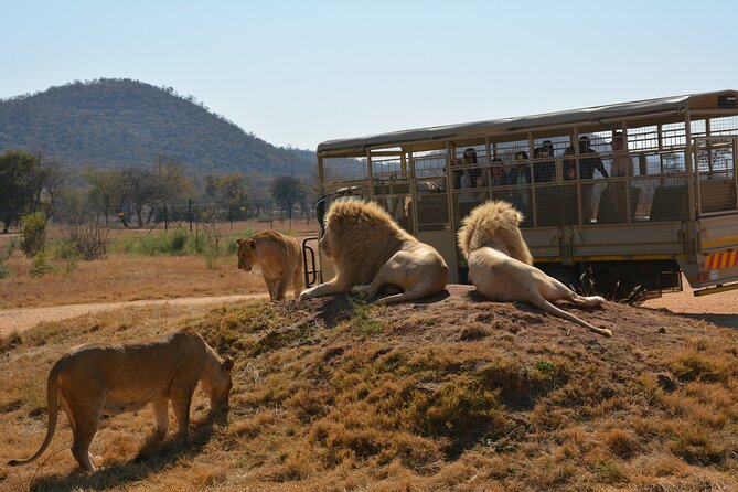 Half Day Lion Park tour from Johannesburg or Pretoria - Is $100.65 good value?