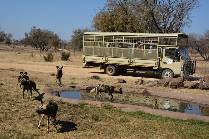 Half Day Lion Park tour from Johannesburg or Pretoria - Why the five-hour schedule works well
