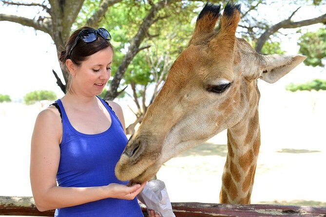 Half Day Lion Park tour from Johannesburg or Pretoria - The main drawback: close, but not wild