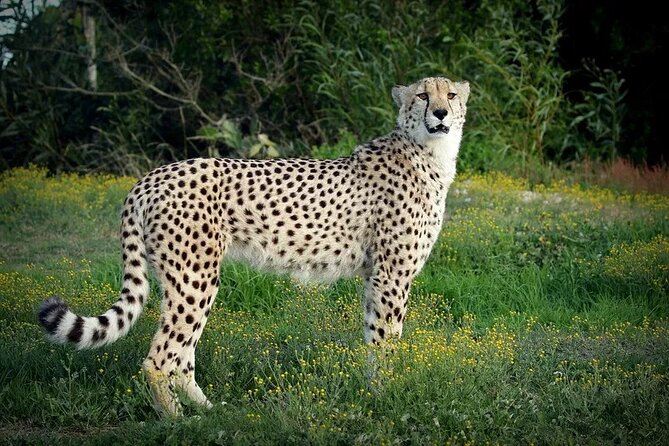 Half-Day Port Elizabeth & Kragga Kamma Reserve - Why this half-day tour works