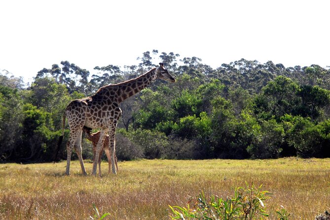 Half-Day Port Elizabeth & Kragga Kamma Reserve - A close look at Kragga Kamma Game Reserve